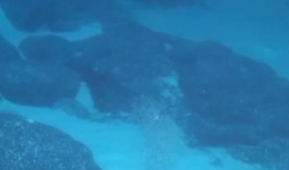 深海视频,揭秘神秘海底世界的奇幻之旅